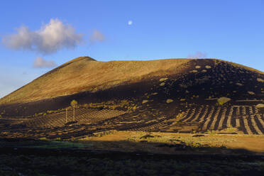 Spanien, Kanarische Inseln, Lanzarote, Region La Geria, Weinberg auf Montana Diama - SIEF09295