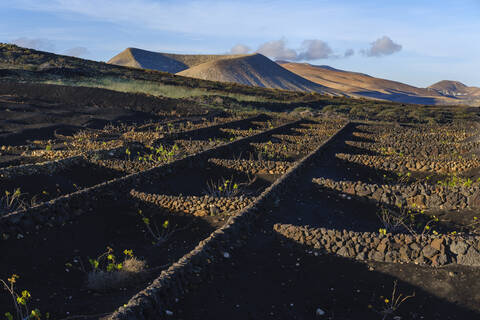 Spanien, Kanarische Inseln, Lanzarote, Region La Geria, Yaiza, Weinbaugebiet, lizenzfreies Stockfoto