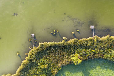 Deutschland, Bayern, Oberbayern, Tölzer Land, Harmating, Blick auf Teich mit Pfeilern grünes Schilf - SIEF09309