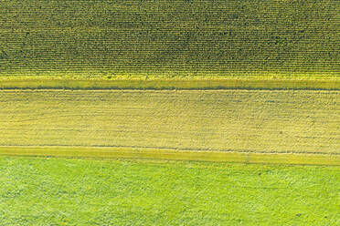 Deutschland, Bayern, Oberbayern, Luftaufnahme von grünen Feldern - SIEF09310