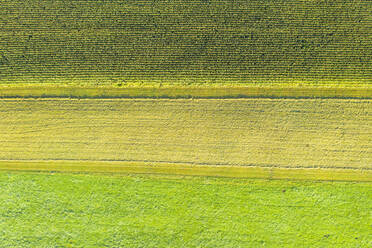 Germany, Bavaria, Upper Bavaria, Aerial view of green fields - SIEF09310