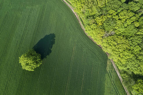 Deutschland, Bayern, Luftaufnahme einer Landstraße, die sich am Rand eines grünen Feldes entlangzieht - RUEF02362