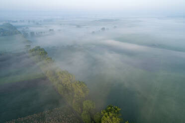 Deutschland, Bayern, Luftaufnahme von Morgennebel, der eine Reihe von Bäumen auf dem Land einhüllt - RUEF02368