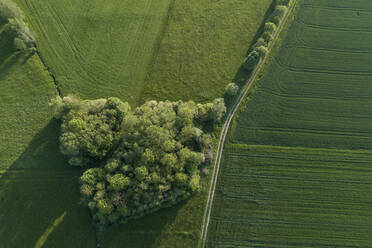 Deutschland, Bayern, Luftaufnahme einer Landstraße, die sich zwischen einem kleinen Wäldchen und grünen Feldern erstreckt - RUEF02374