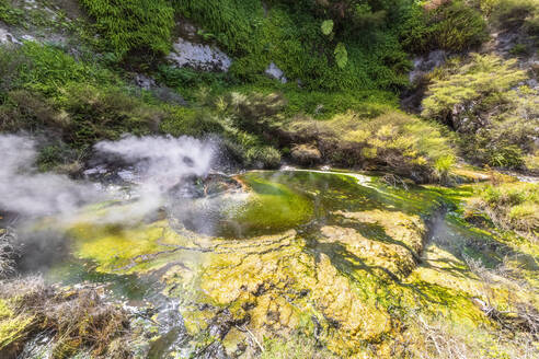 Flechten auf Felsen im Fluss - FOF11053