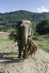 Elefant, der einen Zweig trägt, während er auf einem Feld an einem sonnigen Tag steht - CAVF69191