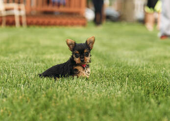 Porträt eines Yorkshire-Terrier-Welpen, der sich auf einer Wiese ausruht - CAVF69250