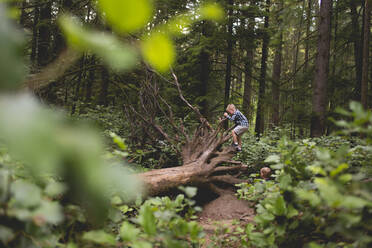 Junge betrachtet seinen Bruder, der auf Wurzeln eines umgestürzten Baumstamms im Wald klettert - CAVF69260