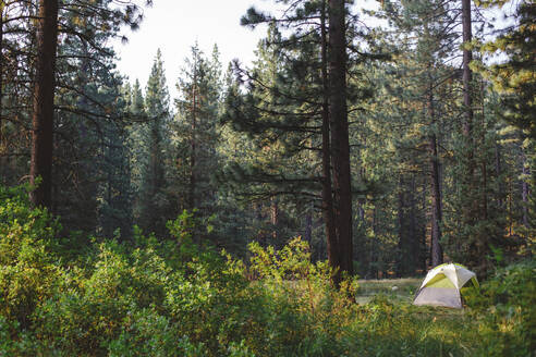 Zelt im Wald im Grover Hot Springs State Park - CAVF69292
