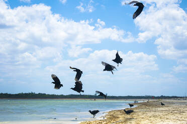 Vögel fliegen über Strand gegen bewölkten Himmel - CAVF69308