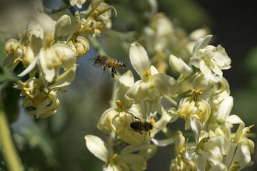 Nahaufnahme von Honigbienen auf Blumen - CAVF69320