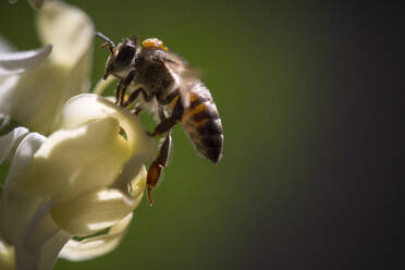 Nahaufnahme einer Honigbiene bei der Bestäubung von Blumen - CAVF69325