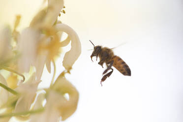 Nahaufnahme einer Honigbiene, die an Blumen vorbeifliegt, gegen einen klaren Himmel - CAVF69327