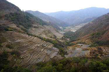 Terrassenförmig angelegte Reisfelder an den Hängen der Naga-Hügel, Bezirk Kezoma, Nagaland, Indien, Asien - RHPLF12784
