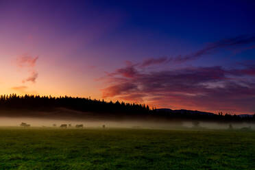 Farmland of Auburn at sunrise, Washington State, United States of America, North America - RHPLF12880