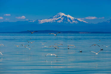 Vögel fliegen über das Wasser vor der Küste von Orcas Island mit Blick auf Mount Baker, Washington State, Vereinigte Staaten von Amerika, Nordamerika - RHPLF12885