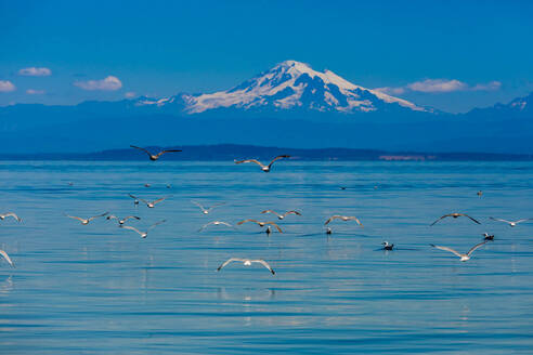 Vögel fliegen über das Wasser vor der Küste von Orcas Island mit Blick auf Mount Baker, Washington State, Vereinigte Staaten von Amerika, Nordamerika - RHPLF12885