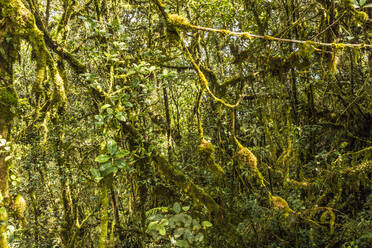 Der moosbewachsene Wald, Gunung Brinchang, Cameron Highlands, Pahang, Malaysia, Südostasien, Asien - RHPLF12900