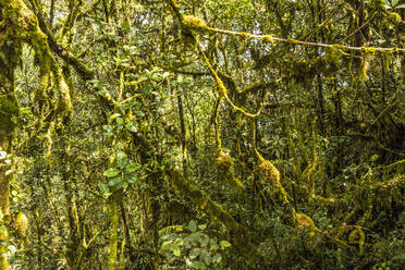 The Mossy Forest, Gunung Brinchang, Cameron Highlands, Pahang, Malaysia, Southeast Asia, Asia - RHPLF12900