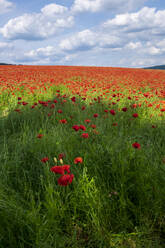 Ein Mohnblumenfeld in der wunderschönen Landschaft von Derbyshire, Baslow, Derbyshire, England, Vereinigtes Königreich, Europa - RHPLF12908