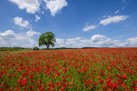 Schöne rote und weiße Mohnblumen in der Landschaft von Derbyshire, Baslow, Derbyshire, England, Vereinigtes Königreich, Europa, lizenzfreies Stockfoto