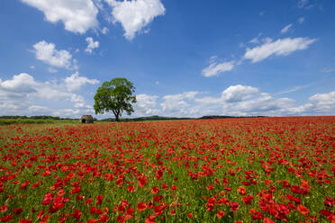 Beautiful red and white poppies in the Derbyshire countryside, Baslow, Derbyshire, England, United Kingdom, Europe - RHPLF12909