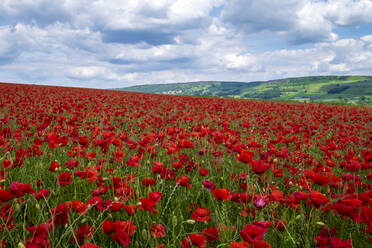 Schöne rote Mohnblumen in der Landschaft von Derbyshire, Baslow, Derbyshire, England, Vereinigtes Königreich, Europa - RHPLF12910