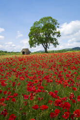 Beautiful red poppies in the Derbyshire countryside, Baslow, Derbyshire, England, United Kingdom, Europe - RHPLF12911