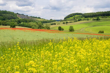 Mohnfeld mit Raps in der schönen Landschaft von Derbyshire, Baslow, Derbyshire, England, Vereinigtes Königreich, Europa - RHPLF12912