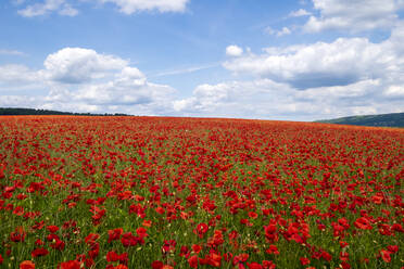 Red poppies set in the Derbyshire countryside, Baslow, Derbyshire, England, United Kingdom, Europe - RHPLF12913