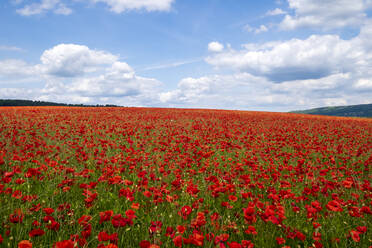 Rote Mohnblumen in der Landschaft von Derbyshire, Baslow, Derbyshire, England, Vereinigtes Königreich, Europa - RHPLF12913