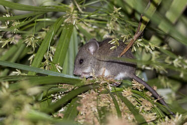 Frankreich, Korsika, Maus (Muroidea) auf Yucca - ZCF00837