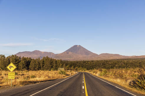 Neuseeland, Nordinsel, Kiwi-Vogel überquert Straßenschild am State Highway 48 mit Mount Ngauruhoe im Hintergrund - FOF11106