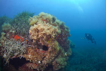 France, Corsica, Scuba diver photographing corals growing on sea bottom - ZCF00838