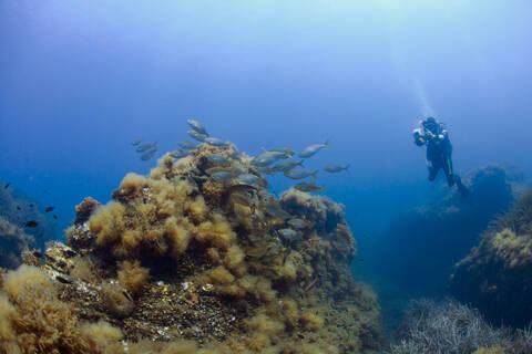 France, Corsica, Scuba diver photographing school of dreamfish (Sarpa salpa) stock photo