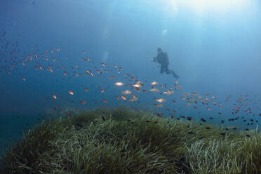 France, Corsica, Scuba diver photographing schools of dreamfish (Sarpa salpa) and damselfish (Chromis chromis) - ZCF00842