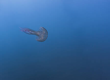 France, Corsica, Underwater view of mauve stinger (Pelagia noctiluca) swimming in blue waters of Mediterranean Sea - ZCF00843