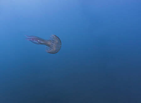 Frankreich, Korsika, Unterwasseransicht eines violetten Stachelschweins (Pelagia noctiluca), das im blauen Wasser des Mittelmeers schwimmt - ZCF00843