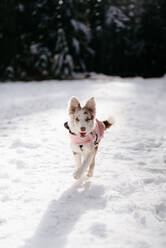 Hund läuft im Schnee, Cypress Hüttenweg, Kanada - ISF22807
