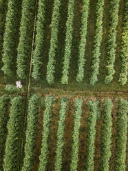 Luftaufnahme eines Arbeiters auf einer Farm, Bali, Indonesien - KNTF03723
