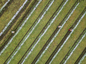 Aerial view of workers at farm, Bali, Indonesia - KNTF03726