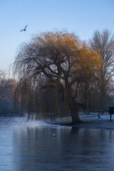 UK, England, London, Gefrorener See im Regents Park bei Winterdämmerung - LOMF00927