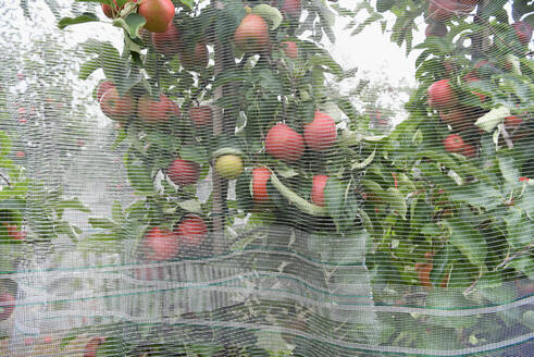 Apfelbäume in einer Obstplantage, Hagelschutznetze - LYF00959