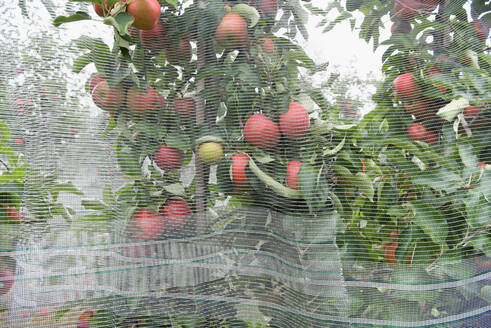 Apple trees on an orchard, hail protection nets - LYF00959