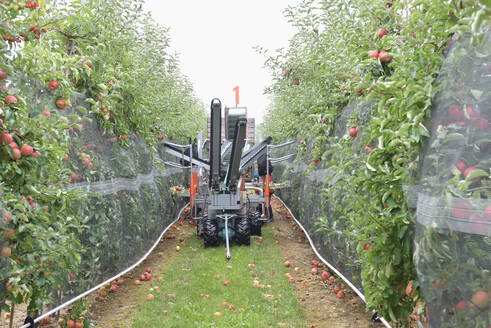 Apfelernte auf einer Plantage, Erntemaschine für die Automatisierung - LYF00962
