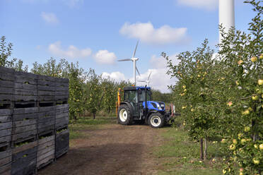 Traktor mit Kisten voller geernteter Äpfel auf einer Obstplantage - LYF00967