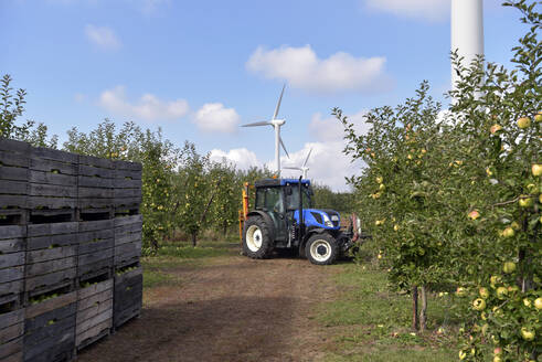 Traktor mit Kisten voller geernteter Äpfel auf einer Obstplantage - LYF00967