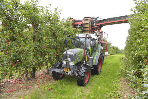 Apfelernte auf einer Plantage, Erntemaschine für die Automatisierung - LYF00979