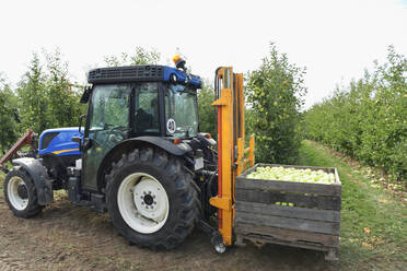 Traktor mit Kisten voller geernteter Äpfel auf einer Obstplantage - LYF00981