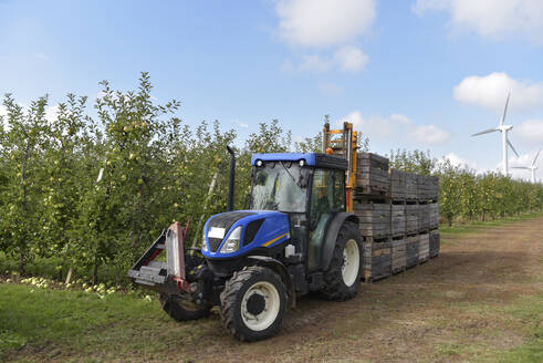 Traktor mit Kisten voller geernteter Äpfel auf einer Obstplantage - LYF00982